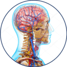 Melhora a irrigação sanguínea no celebro