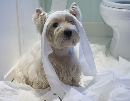 Grade de Proteção para Cachorro | Portão proteção para Cães | Frete Gratuito