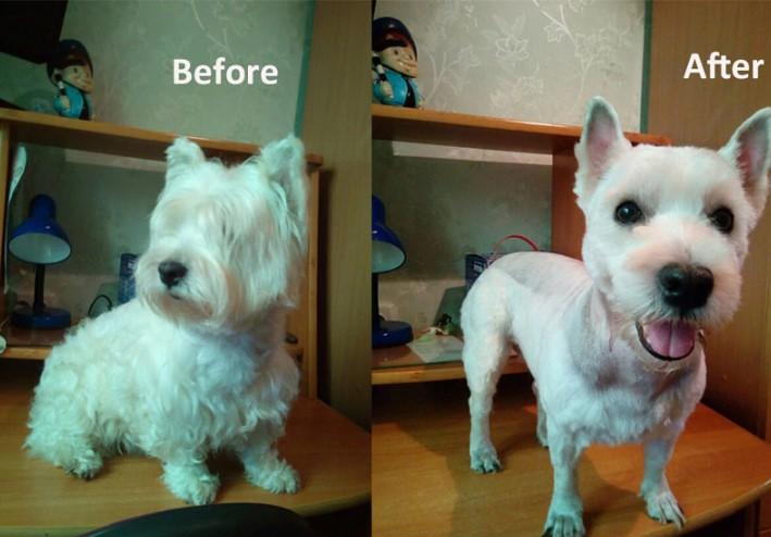 Maquina de Tosa | Maquina de Cortar Pelos