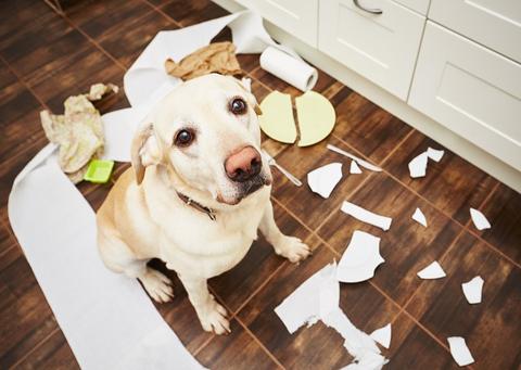 Grade de Proteção para Cachorro | Portão proteção para Cães | Frete Gratuito