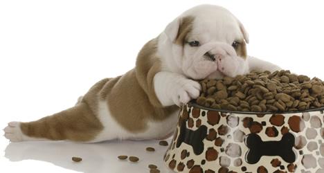 Medidor de Ração | Eletronico | Seu Pet com Vida Saudavel